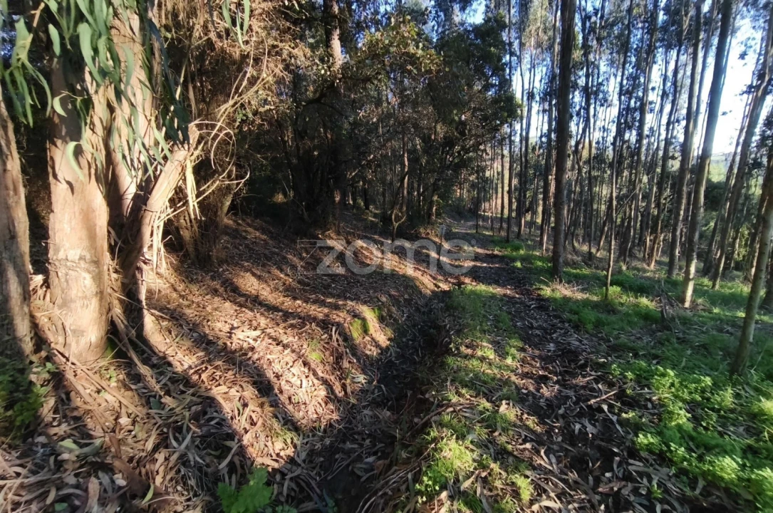 Terreno para Venda em Barrio Foto 15