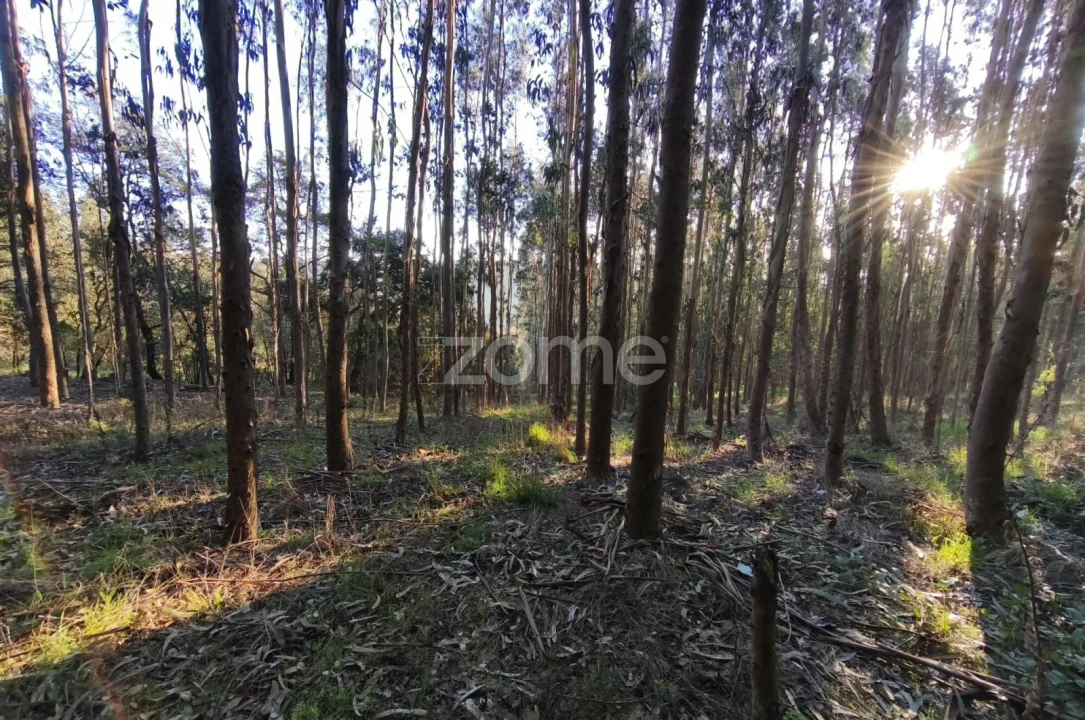 Terreno para Venda em Barrio Foto 9