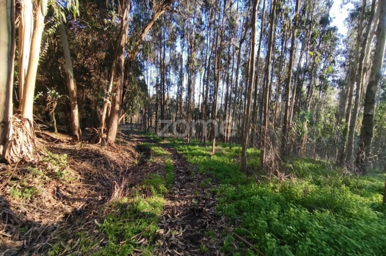 Terreno para Venda em Barrio Foto 13
