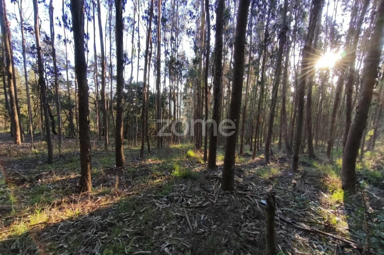 Terreno para Venda em Barrio Foto 18
