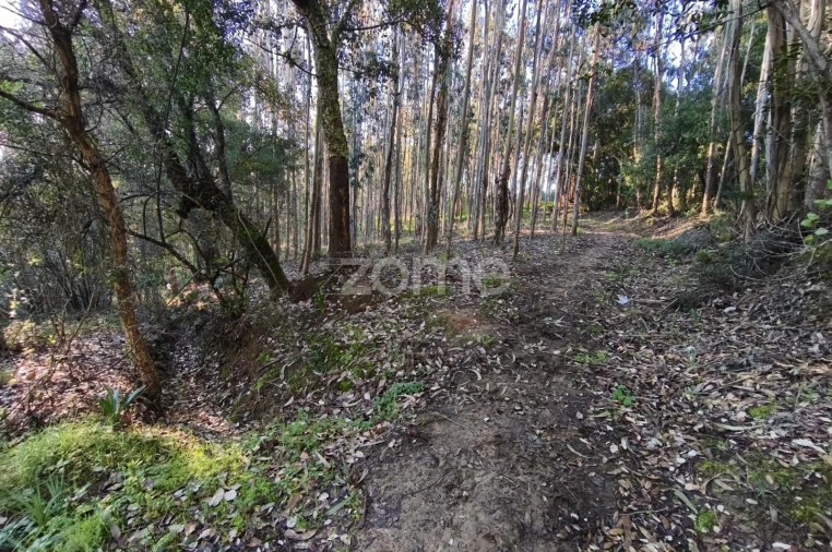 Terreno para Venda em Barrio Foto 10