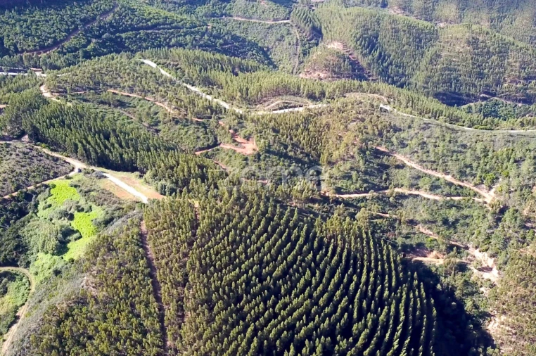 Terreno para Venda em Alferce Foto 13