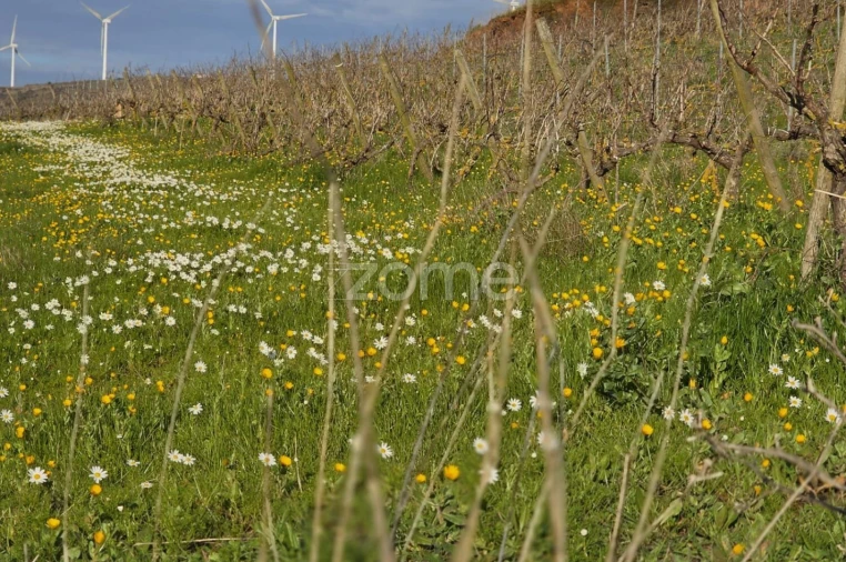 Terreno para Venda em Turcifal Foto 16