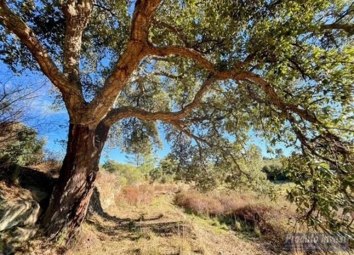 Quinta T2 para Venda em Vale de Prazeres e Mata da Rainha Foto 4