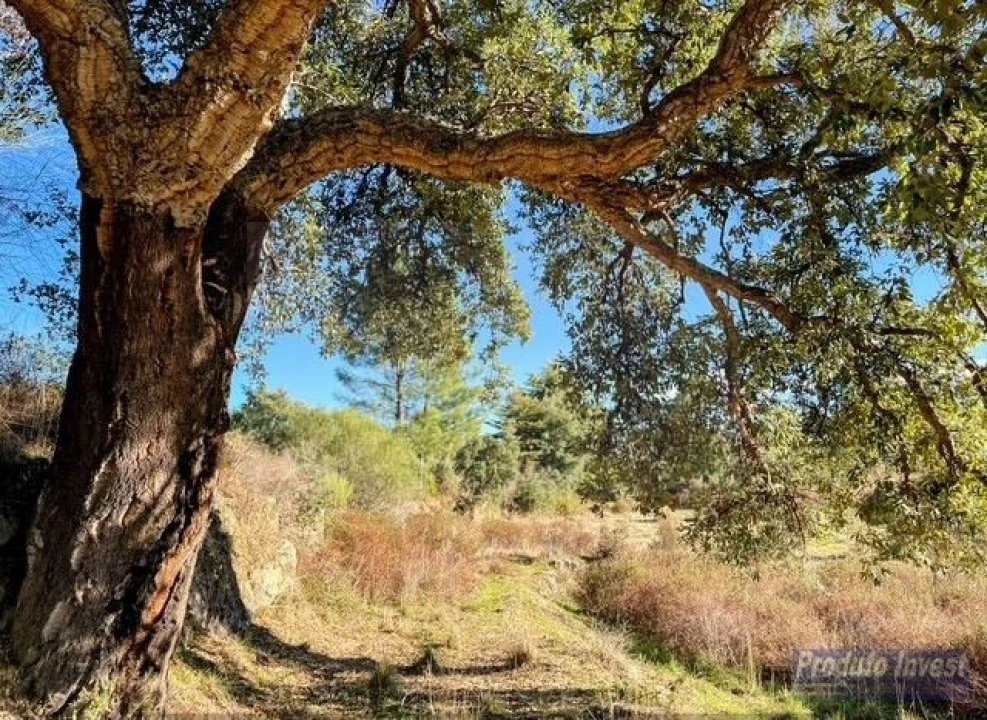 Quinta T2 para Venda em Vale de Prazeres e Mata da Rainha Foto 35