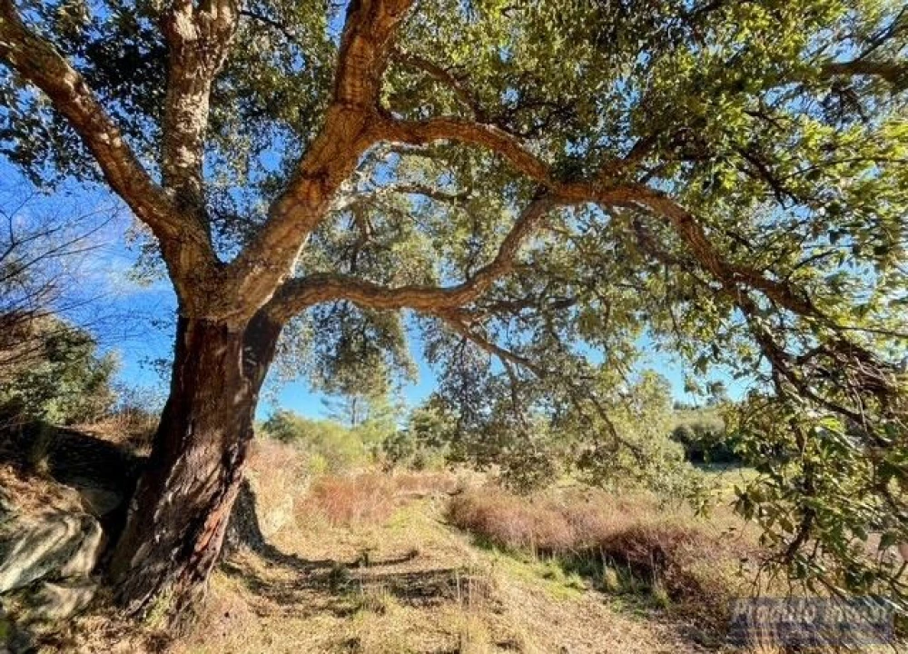 Quinta T2 para Venda em Vale de Prazeres e Mata da Rainha Foto 4