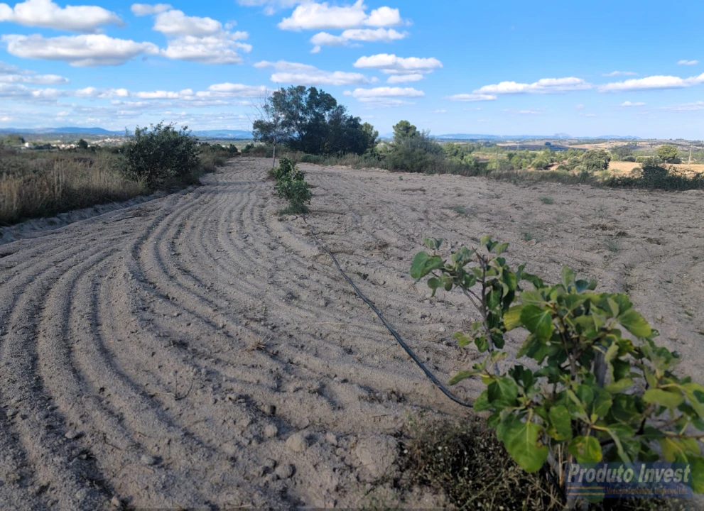 Quinta T0 para Venda em Lardosa Foto 4