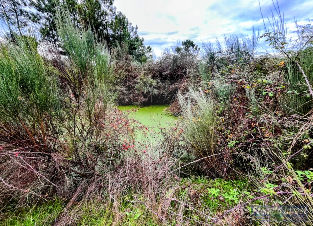 Quinta T0 para Venda em Lardosa Foto 8