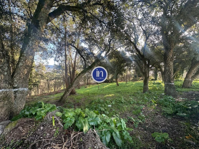 Terreno para Venda em Vila das Aves Foto 11