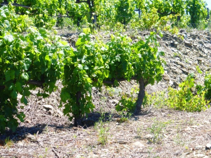 Quinta para Venda em Pinhão Foto 8