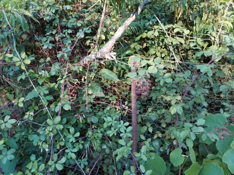 Terreno Agricola ou Rústico para Venda em Arcozelo Foto 3