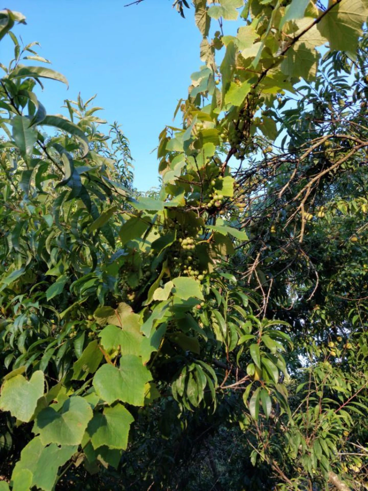 Terreno Agricola ou Rústico para Venda em Arcozelo Foto 8
