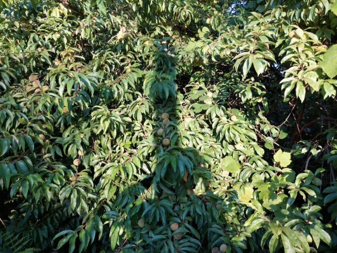 Terreno Agricola ou Rústico para Venda em Arcozelo Foto 9