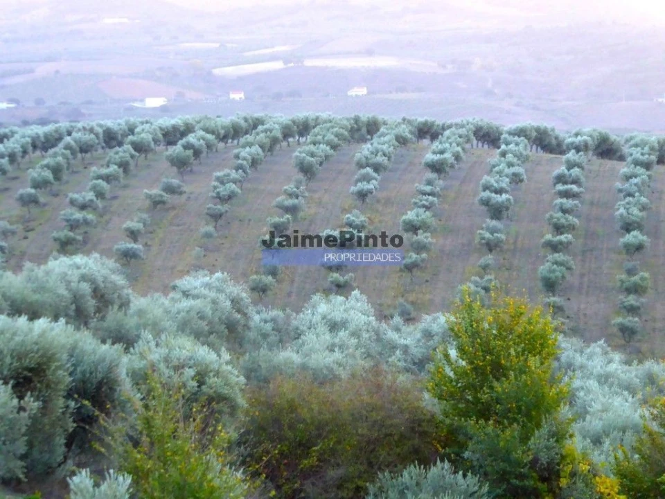 Terreno Agricola ou Rústico para Venda em Nossa Senhora da Conceição, São Pedro e São Dinis Foto 5