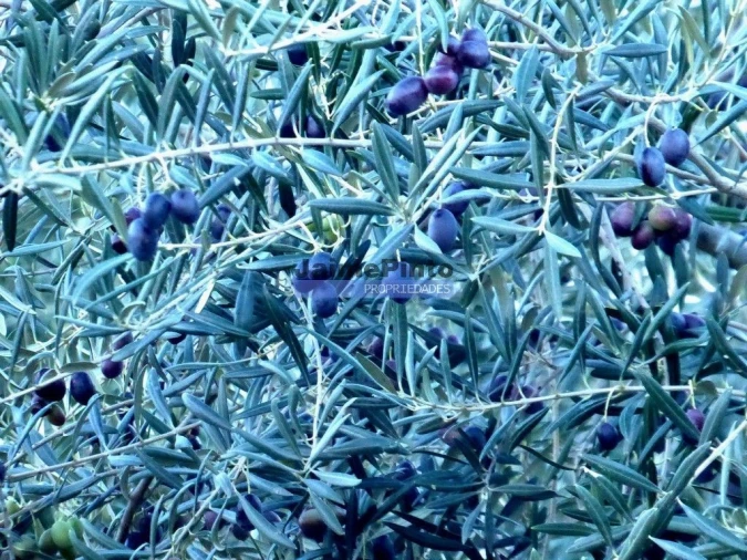 Terreno Agricola ou Rústico para Venda em Nossa Senhora da Conceição, São Pedro e São Dinis Foto 2