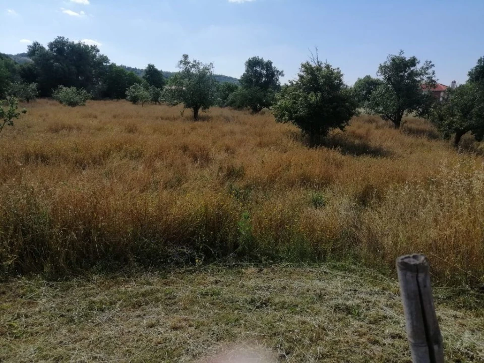 Terreno Agricola ou Rústico para Venda em Ribeira de Nisa e Carreiras Foto 2