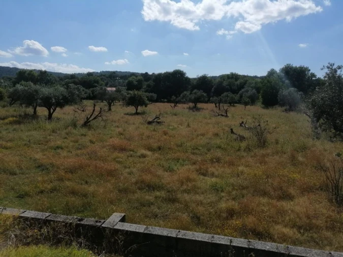 Terreno Agricola ou Rústico para Venda em Ribeira de Nisa e Carreiras Foto 1