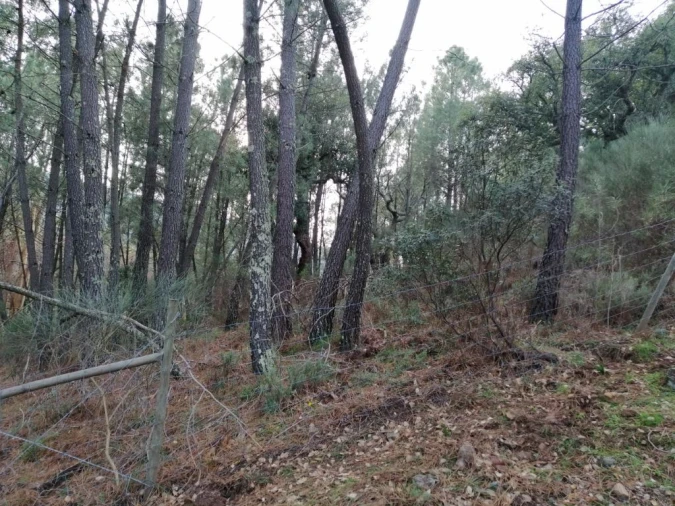 Quinta T3 para Venda em Santo Antonio das Areias Foto 27