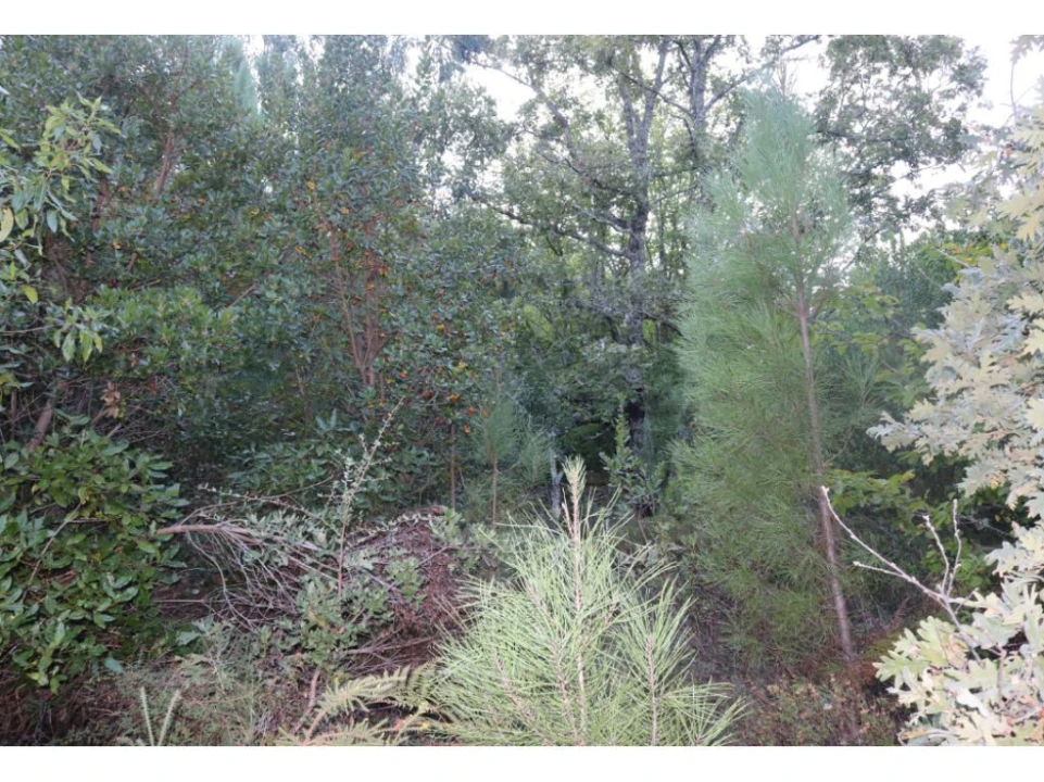 Terreno Agricola ou Rústico para Venda em São Salvador da Aramenha Foto 4