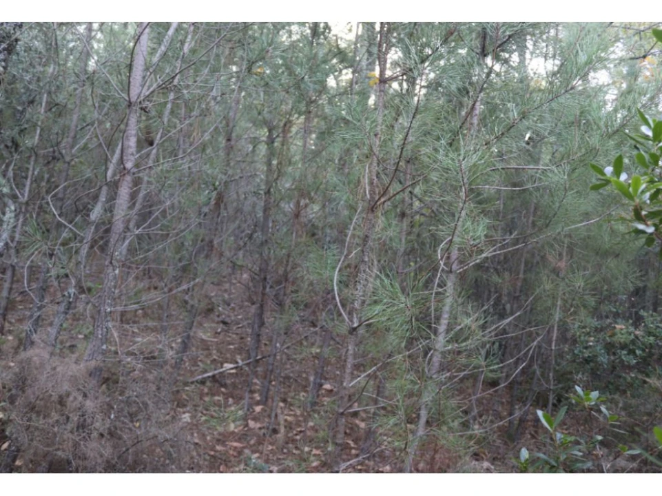 Terreno Agricola ou Rústico para Venda em São Salvador da Aramenha Foto 5