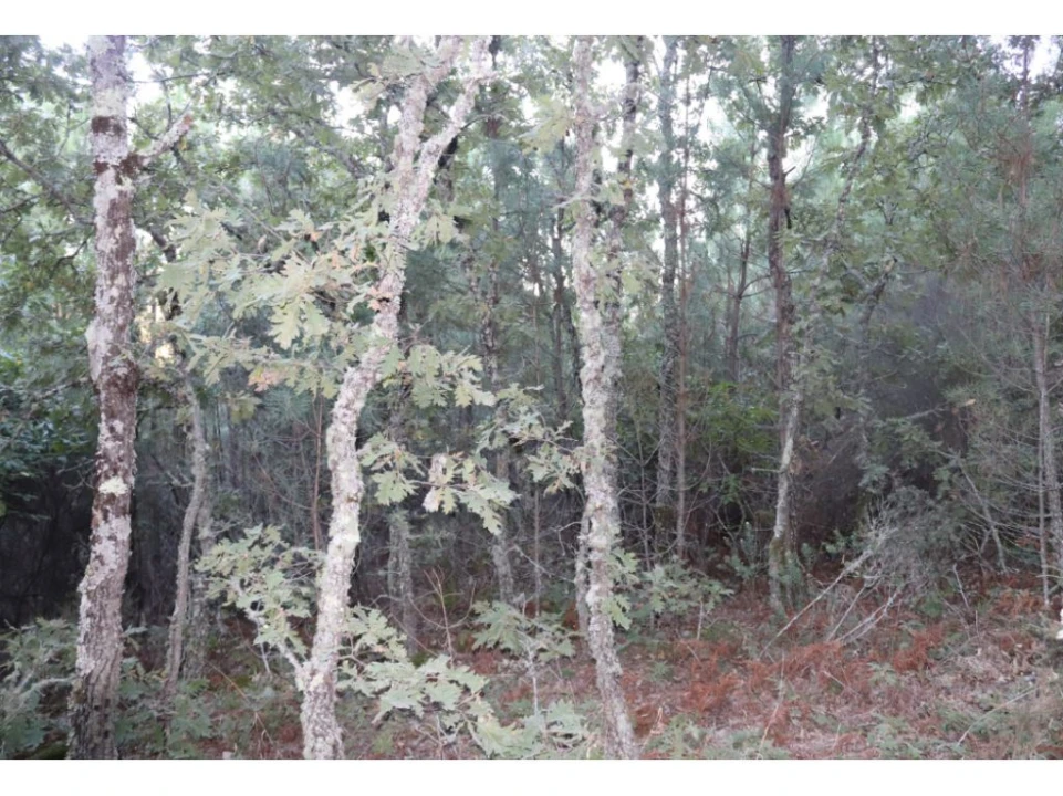 Terreno Agricola ou Rústico para Venda em São Salvador da Aramenha Foto 6