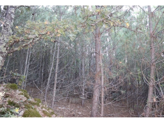 Terreno Agricola ou Rústico para Venda em São Salvador da Aramenha