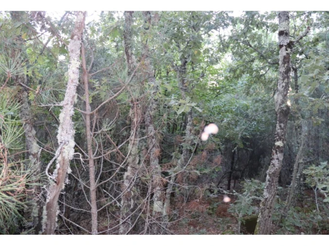 Terreno Agricola ou Rústico para Venda em São Salvador da Aramenha Foto 3