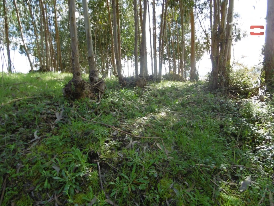 Terreno para Venda em Nossa Senhora da Piedade Foto 2