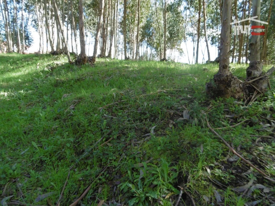 Terreno para Venda em Nossa Senhora da Piedade Foto 3