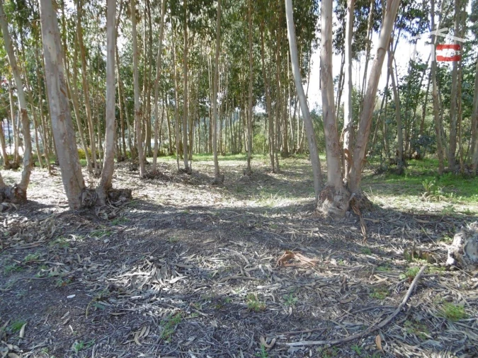 Terreno para Venda em Nossa Senhora da Piedade Foto 5