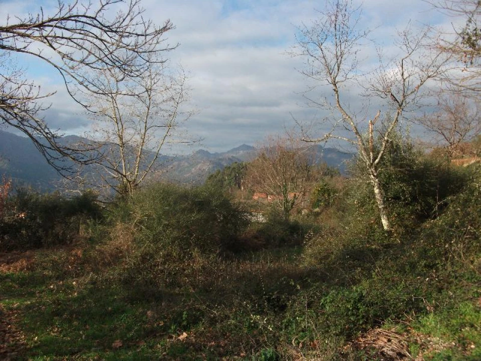 Terreno para Venda em Ventosa e Cova Foto 6