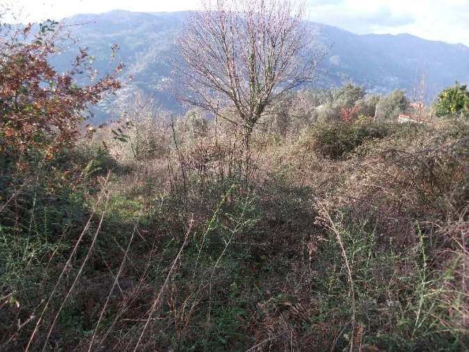 Terreno para Venda em Ventosa e Cova Foto 5