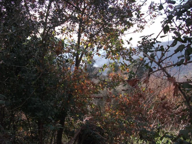 Terreno para Venda em Ventosa e Cova Foto 9