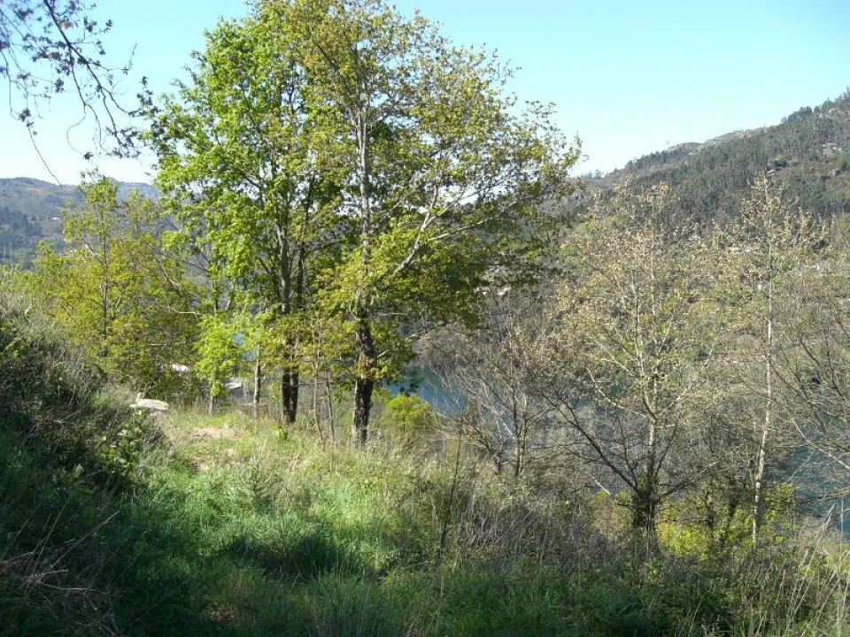 Terreno para Venda em Caniçada e Soengas Foto 4