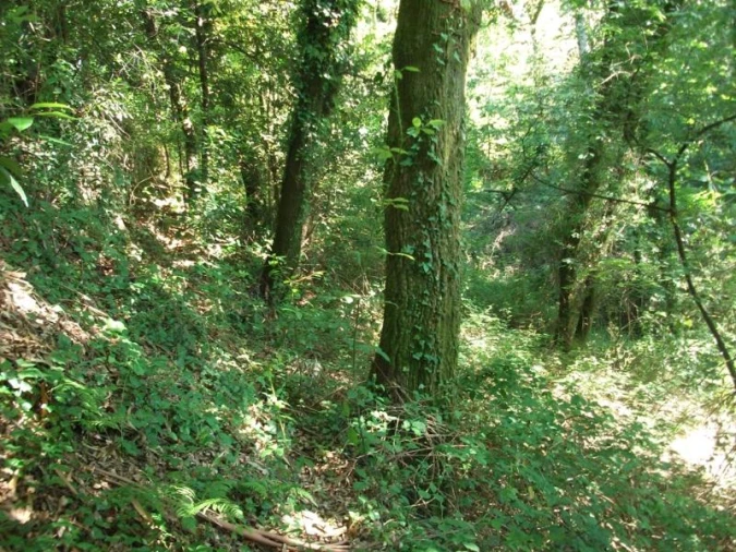 Terreno para Venda em Parada do Bouro Foto 5