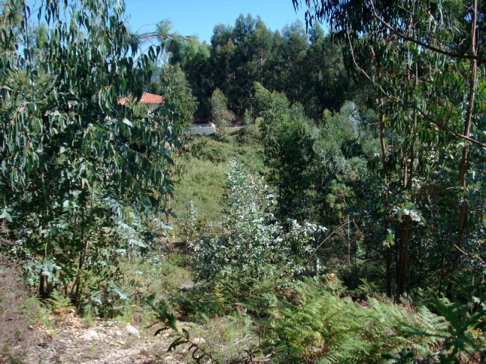 Terreno para Venda em Mosteiro Foto 3