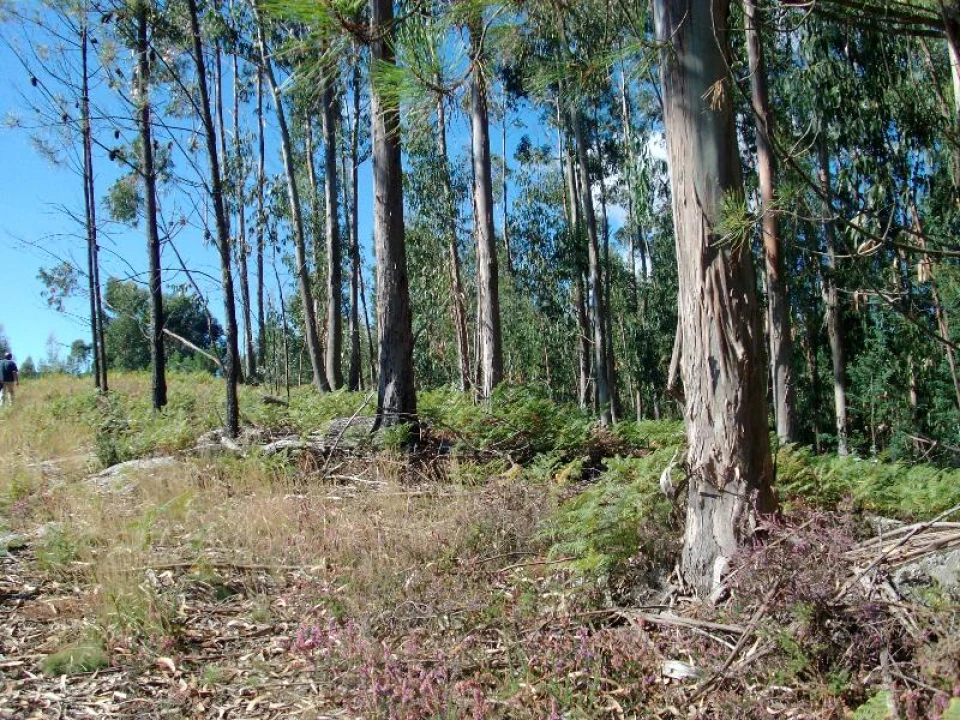 Terreno para Venda em Mosteiro Foto 4