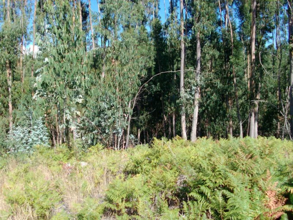 Terreno para Venda em Mosteiro Foto 5