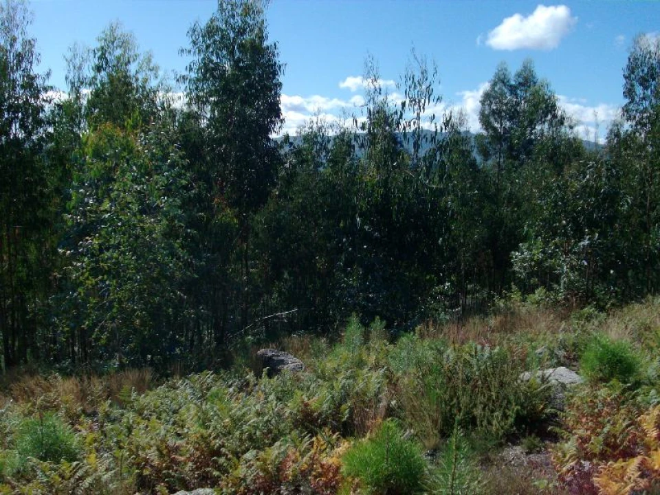 Terreno para Venda em Mosteiro Foto 6