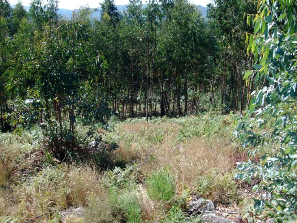 Terreno para Venda em Mosteiro Foto 9