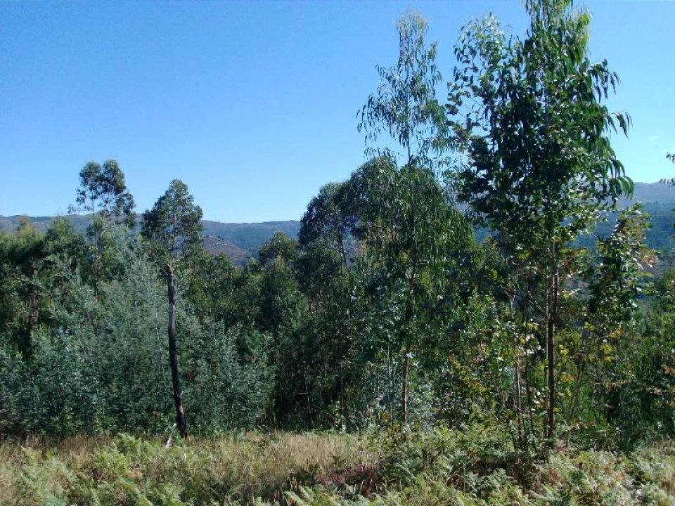 Terreno para Venda em Mosteiro Foto 11