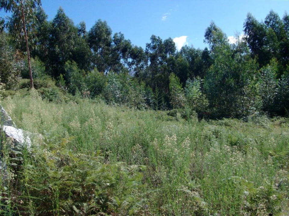 Terreno para Venda em Mosteiro Foto 14