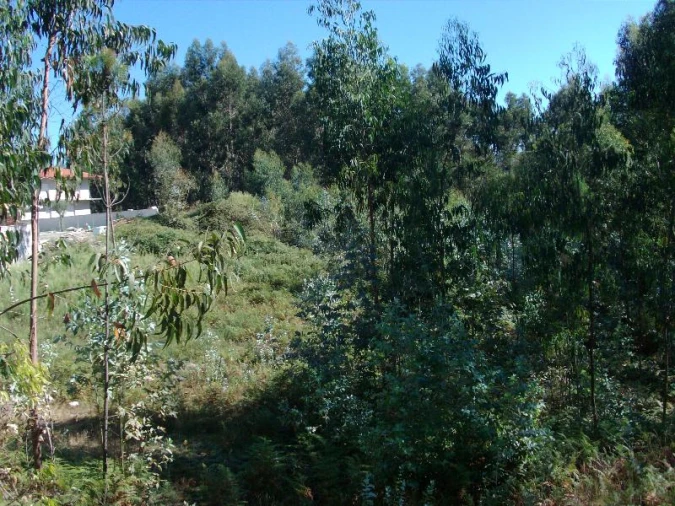 Terreno para Venda em Mosteiro Foto 2