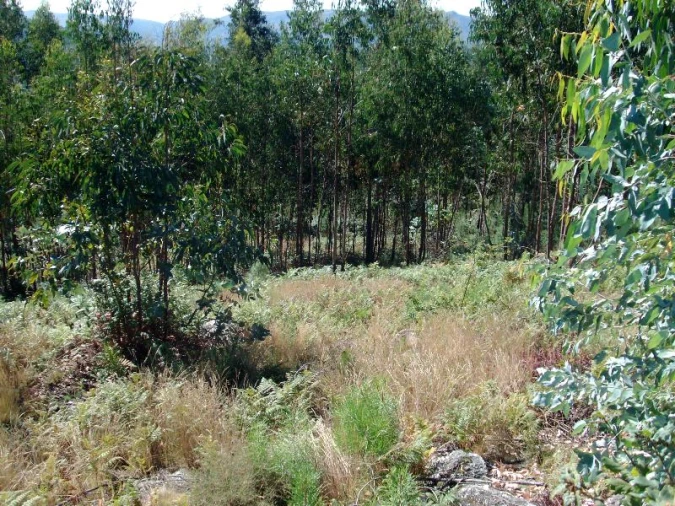 Terreno para Venda em Mosteiro Foto 9