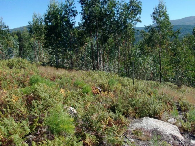 Terreno para Venda em Mosteiro Foto 10