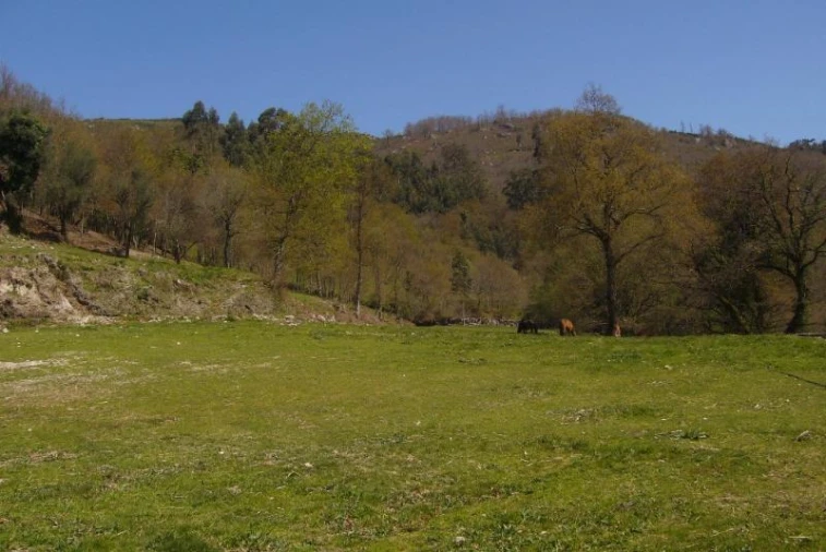 Terreno Agricola ou Rústico para Venda em Cantelães Foto 10