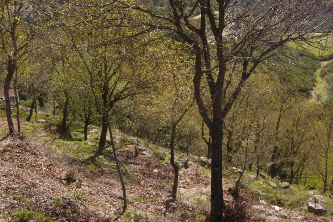 Negócio para Venda em Cantelães Foto 6