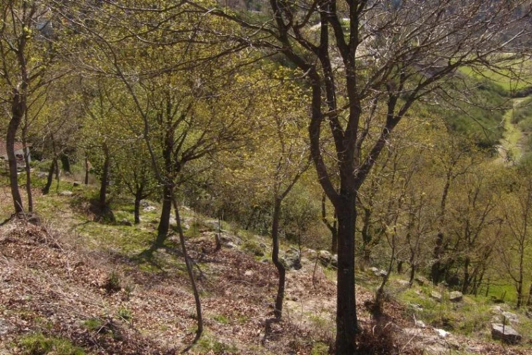 Negócio para Venda em Cantelães Foto 6