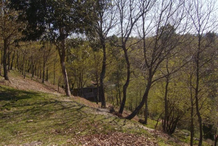 Negócio para Venda em Cantelães Foto 8