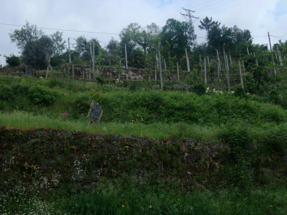 Terreno para Venda em Esperança e Brunhais Foto 1